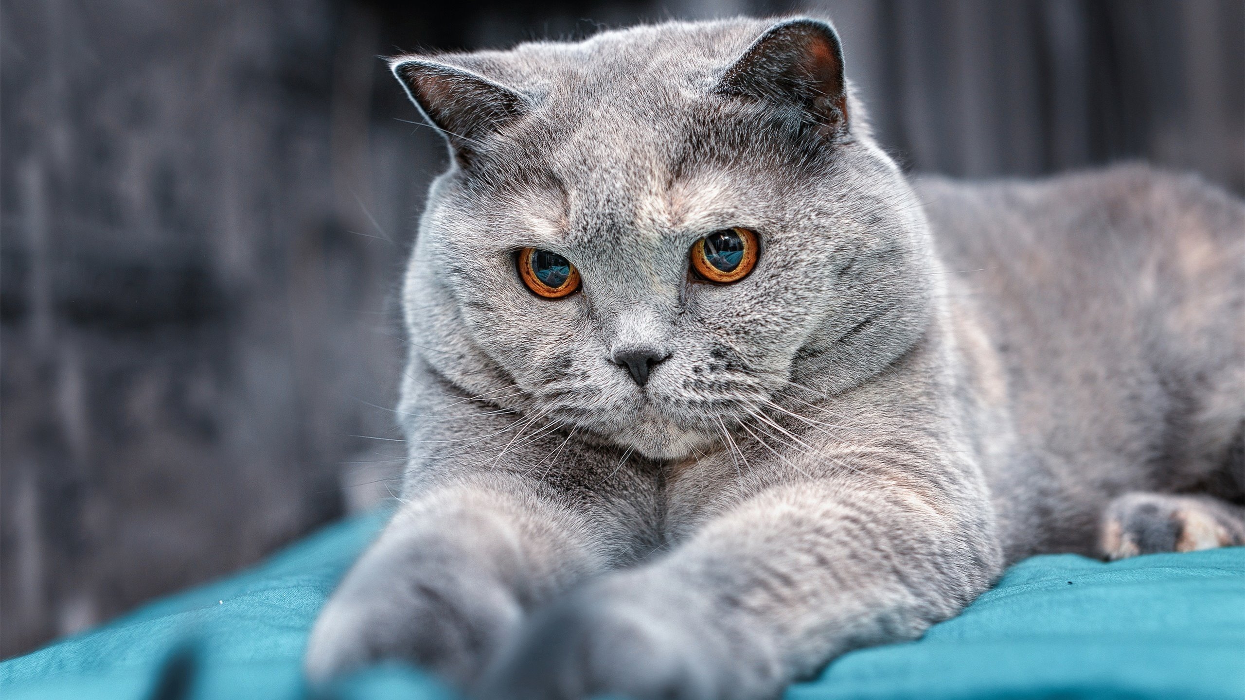 历史预言:经典战役中的战术未来流行趋势,2021战争预言是真的吗