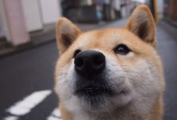 开云中国大陆-“法甲争冠激战：悬念持续，谁将问鼎？”，法甲夺冠概率