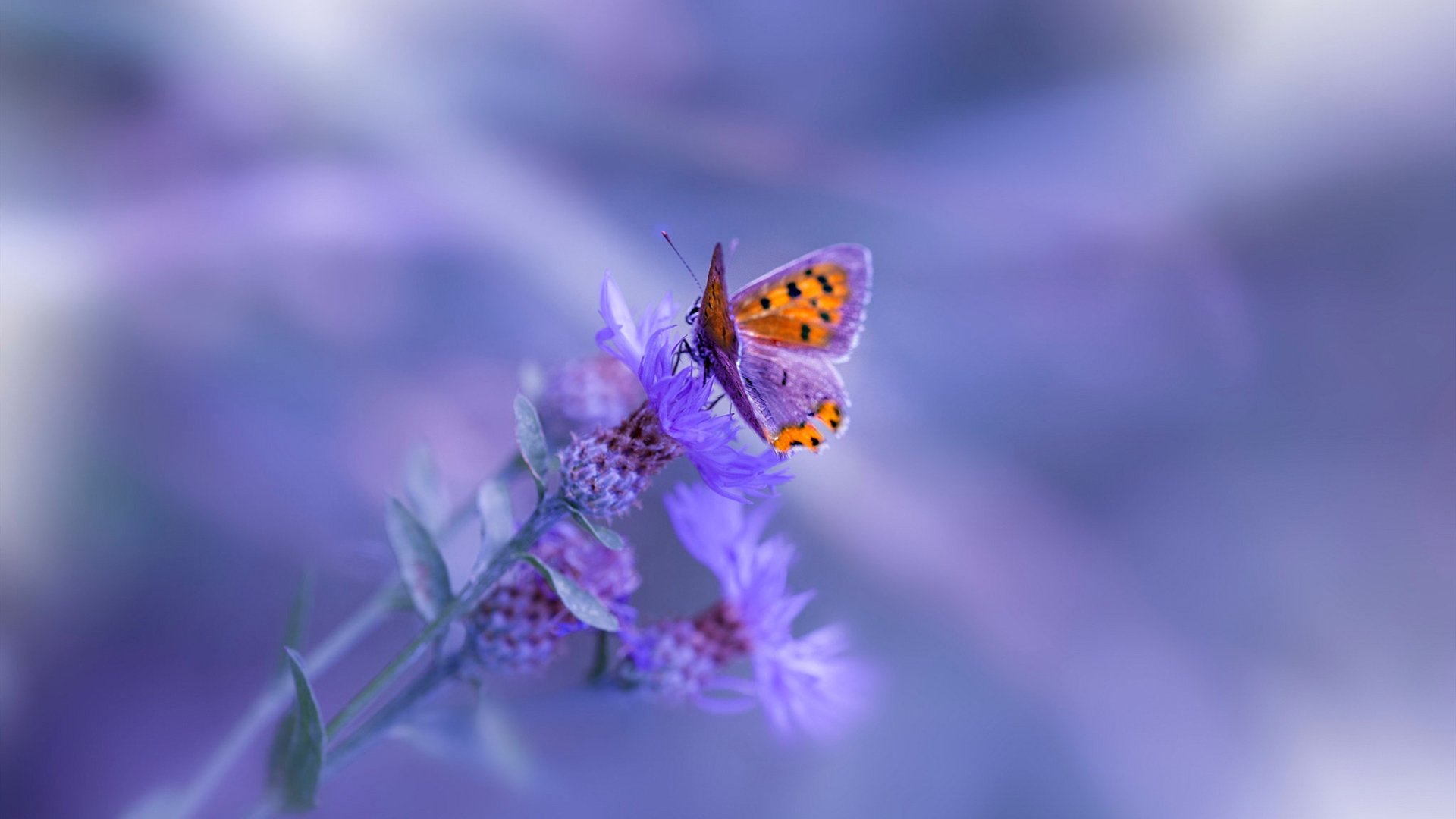 “法甲豪强不断发力,争夺激烈度极高”,法甲为何没有豪门俱乐部