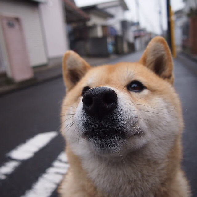 “法甲争冠激战:悬念持续,谁将问鼎?”,法甲夺冠概率