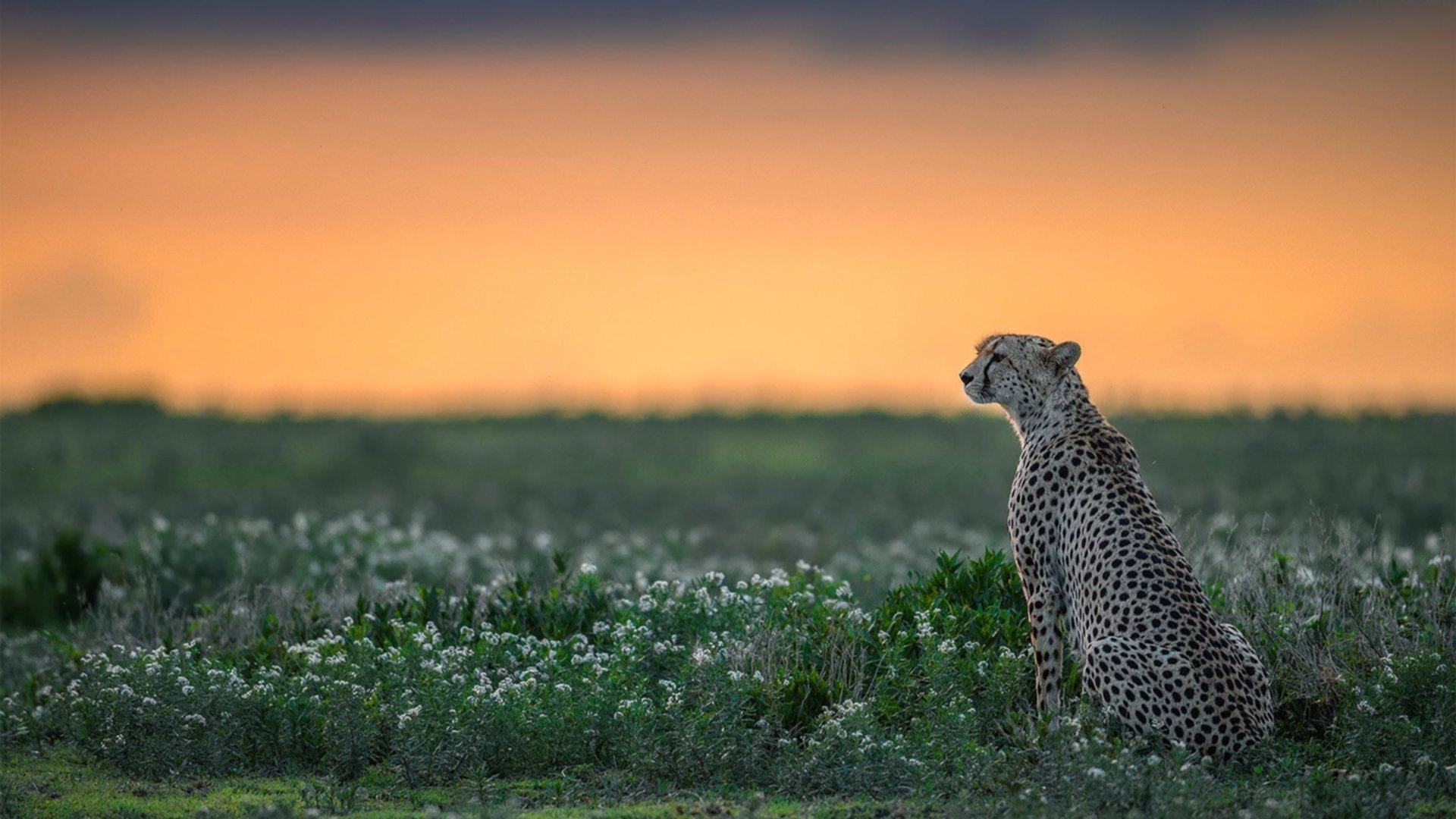 “球迷投票:你支持的最伟大瞬间是哪一场?”,谁是最伟大的球员