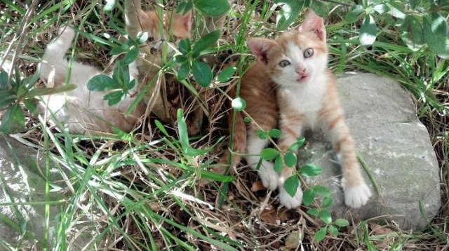 【最全规则】犯规、罚分、申诉——台球比赛规则指南,台球比赛规则简版