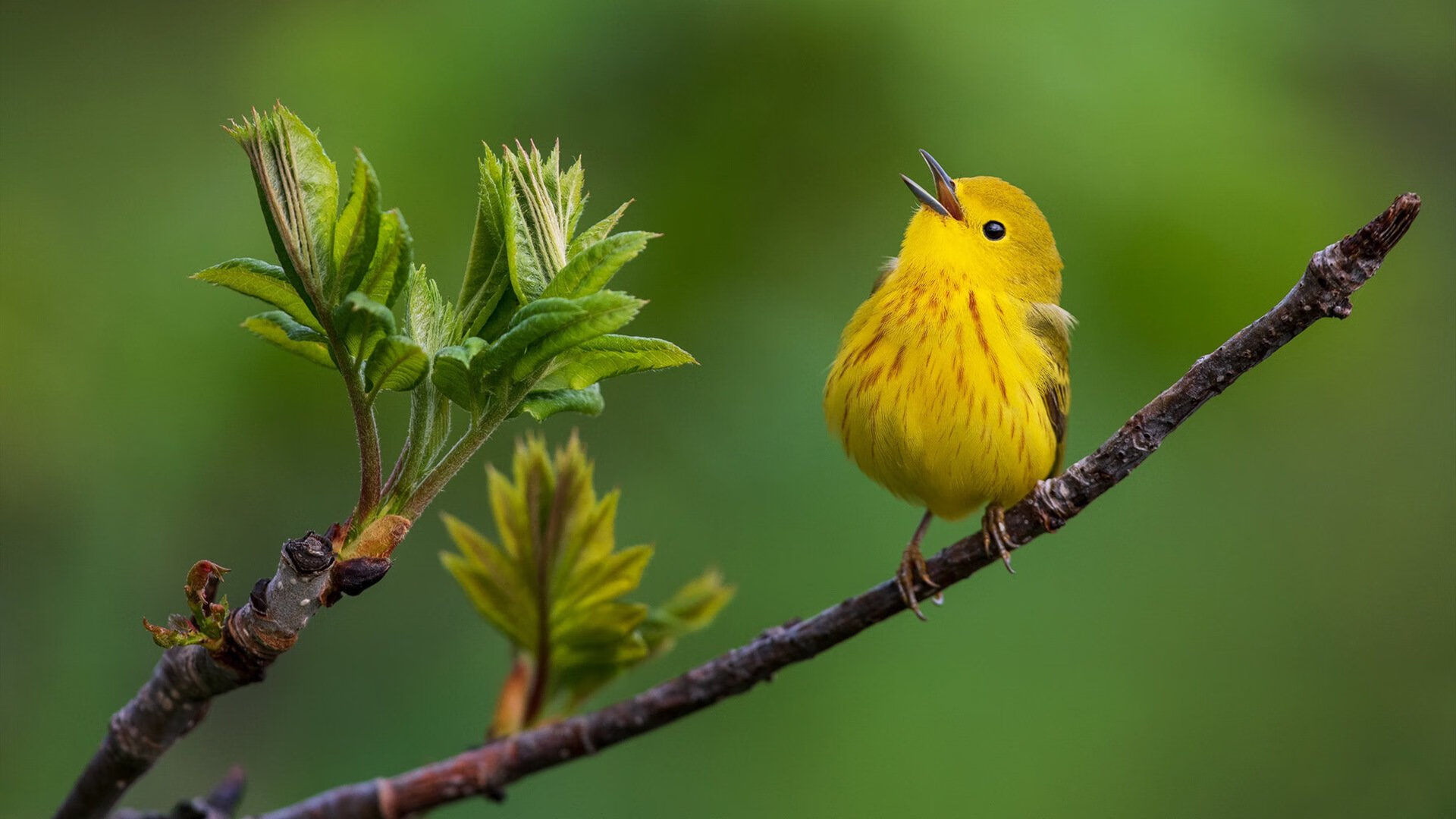 冬季高山滑翔伞挑战,极速飞跃云端极限,山顶滑翔伞