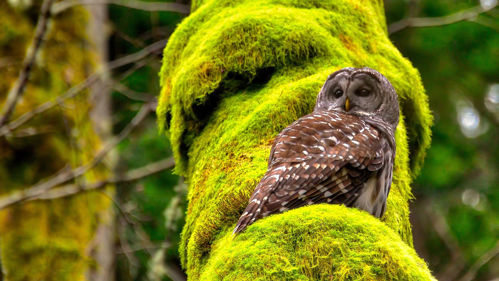 巴塞罗那赢得2024年西班牙国王杯冠军,巴塞罗那晋级国王杯决赛